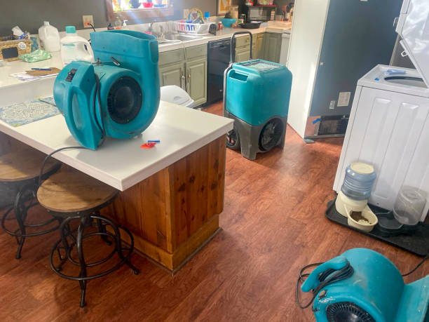 Best Local water damage restoration  in Hallandale Beach, FL